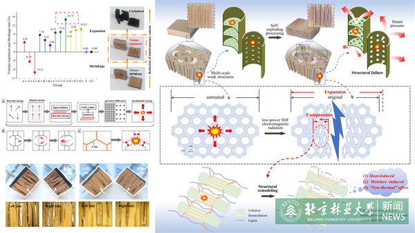 20240601材料學(xué)院科研團隊在竹材膨化及多孔結構調控領(lǐng)域取得新進(jìn)展.jpg